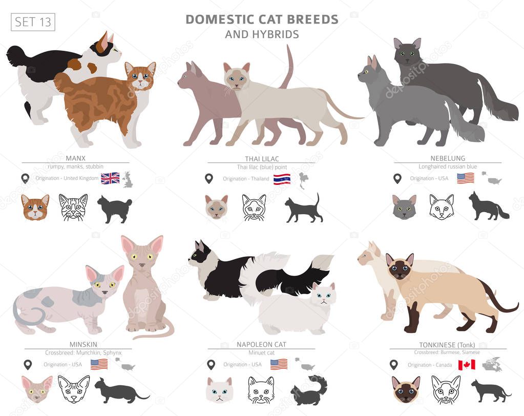 Domestic cat breeds and hybrids collection isolated on white. Fl