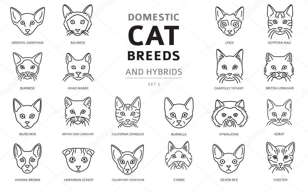 Domestic cat breeds and hybrids linear portraits collection isol