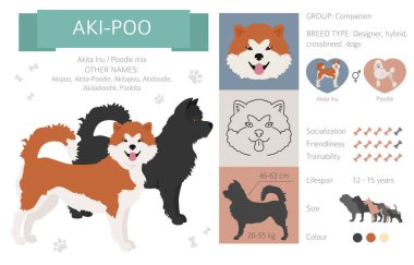 Tasarımcı köpekler, melez melez melez karışık köpek koleksiyonu beyazın üstünde izole edilmiş. Aki-Poo düz stil clipart infographic. Vektör illüstrasyonu