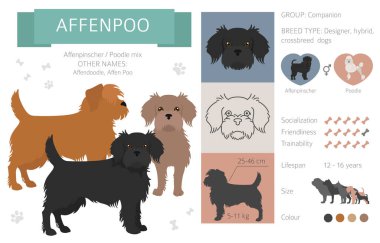 Tasarımcı köpekler, melez melez melez karışık köpek koleksiyonu beyazın üstünde izole edilmiş. Affenpoo düz stil clipart infographic. Vektör illüstrasyonu