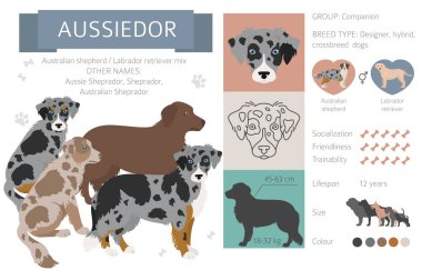 Tasarımcı köpekler, melez melez melez karışık köpek koleksiyonu beyazın üstünde izole edilmiş. Aussiedor düz stil clipart infographic. Vektör illüstrasyonu