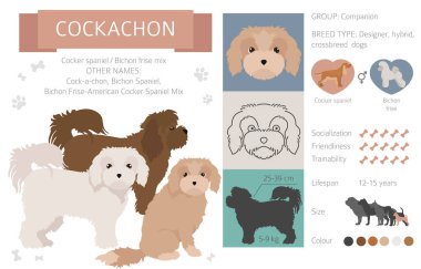 Tasarımcı köpekler, melez melez melez karışık köpek koleksiyonu beyazın üstünde izole edilmiş. Cockachon düz stil clipart infographic. Vektör illüstrasyonu