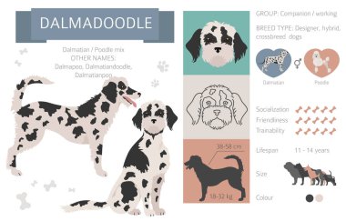 Designer dogs, crossbreed, hybrid mix pooches collection isolated on white. Dalmadoodle flat style clipart infographic. Vector illustration clipart
