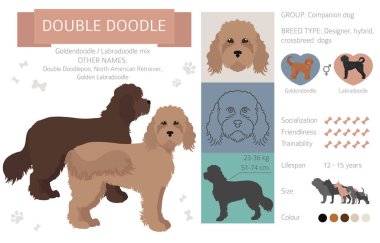 Tasarımcı köpekler, melez melez melez karışık köpek koleksiyonu beyazın üstünde izole edilmiş. Çift karalama düz stil clipart infographic. Vektör illüstrasyonu