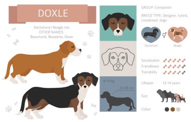 Tasarımcı köpekler, melez melez melez karışık köpek koleksiyonu beyazın üstünde izole edilmiş. Doxle düz stil clipart infographic. Vektör illüstrasyonu