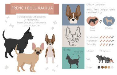 Tasarımcı köpekler, melez melez melez karışık köpek koleksiyonu beyazın üstünde izole edilmiş. Fransız bullhuahua düz stil clipart infographic. Vektör illüstrasyonu