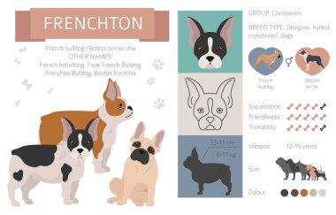 Tasarımcı köpekler, melez melez melez karışık köpek koleksiyonu beyazın üstünde izole edilmiş. Frenchton düz stil Clipart Infographic. Vektör illüstrasyonu