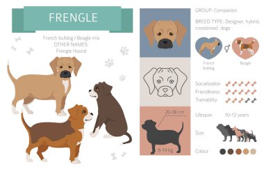 Tasarımcı köpekler, melez melez melez karışık köpek koleksiyonu beyazın üstünde izole edilmiş. Frengle düz stil Clipart Infographic. Vektör illüstrasyonu
