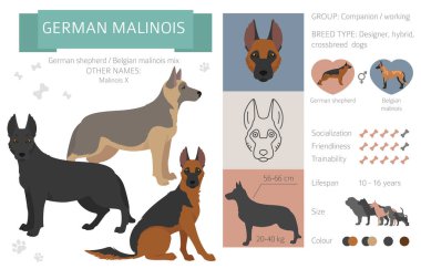 Tasarımcı köpekler, melez melez melez karışık köpek koleksiyonu beyazın üstünde izole edilmiş. Alman malinois düz stil clipart infographic. Vektör illüstrasyonu