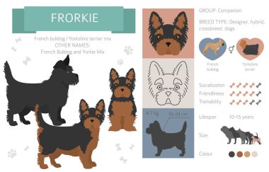 Tasarımcı köpekler, melez melez melez karışık köpek koleksiyonu beyazın üstünde izole edilmiş. Frorkie düz stil clipart infographic. Vektör illüstrasyonu