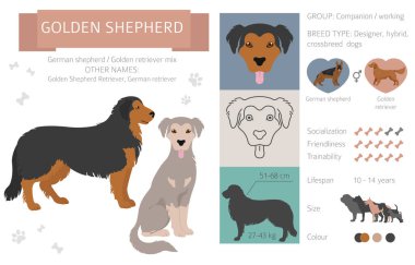 Tasarımcı köpekler, melez melez melez karışık köpek koleksiyonu beyazın üstünde izole edilmiş. Altın Çoban düz stil Clipart Infographic. Vektör illüstrasyonu