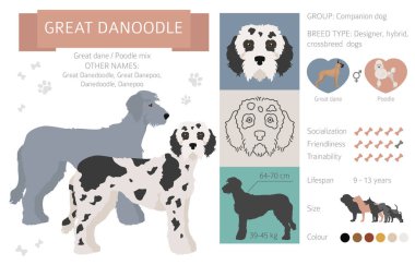 Tasarımcı köpekler, melez melez melez karışık köpek koleksiyonu beyazın üstünde izole edilmiş. Harika danoodle düz stil clipart infographic. Vektör illüstrasyonu