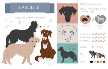Tasarımcı köpekler, melez melez melez karışık köpek koleksiyonu beyazın üstünde izole edilmiş. Labollie düz stil clipart infographic. Vektör illüstrasyonu
