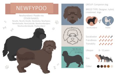Designer dogs, crossbreed, hybrid mix pooches collection isolated on white. Newfypoo flat style clipart infographic. Vector illustration clipart