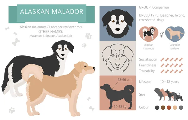 Designerhunde Mischlingshunde Mischlingshunde Sammlung Isoliert Auf Weiß Alaska Malador Flache — Stockvektor