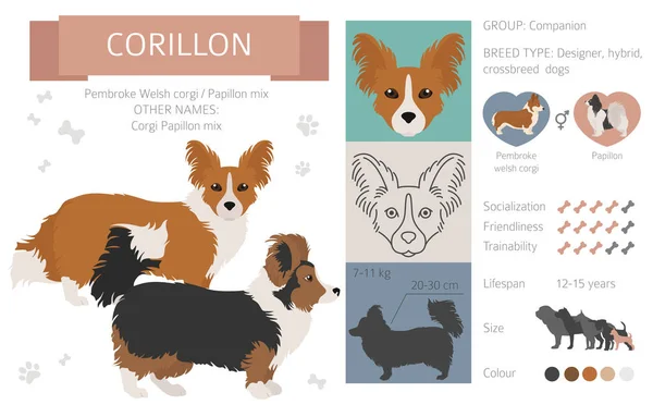 Designerhunde Mischlingshunde Mischlingshunde Sammlung Isoliert Auf Weiß Corillon Flache Cliparts — Stockvektor
