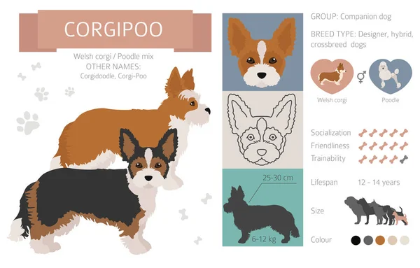 Designerhunde Mischlingshunde Mischlingshunde Sammlung Isoliert Auf Weiß Corgipoo Flat Style — Stockvektor