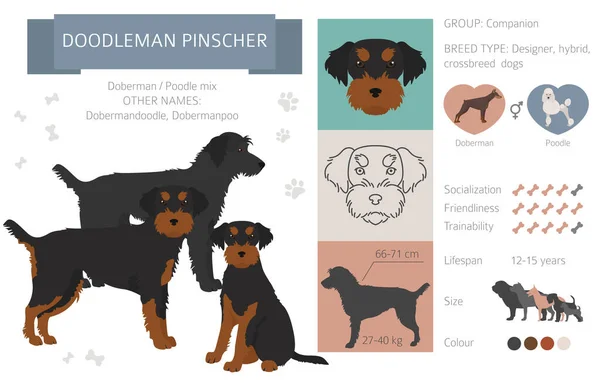 Perros Diseño Mestizo Mezcla Híbrida Colección Perritos Aislados Blanco Doodleman — Vector de stock