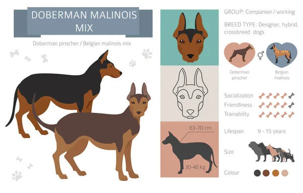 Дизайнерські Собаки Схрещені Гібридні Мікстейпи Колекції Ізольовані Білому Doberman Malinois — стоковий вектор