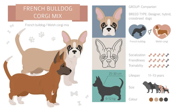 Designer Hundar Korsning Hybrid Mix Pooches Samling Isolerad Vitt Franska — Stock vektor