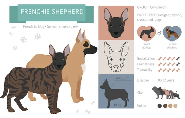 Designerhunde Mischlingshunde Mischlingshunde Sammlung Isoliert Auf Weiß Französischer Schäferhund Flacher — Stockvektor