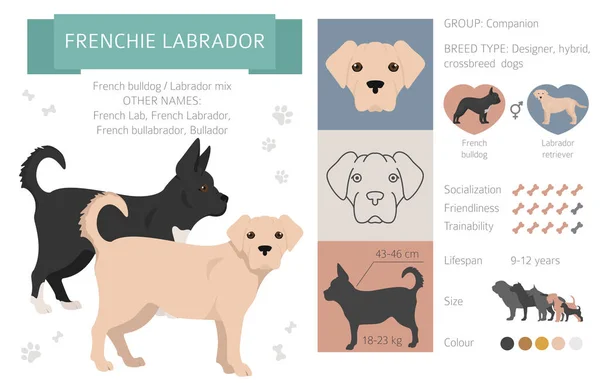 设计犬 杂交种 杂交种幼犬的集合分离在白色 法国拉布拉多扁平风格的山体 矢量说明 — 图库矢量图片