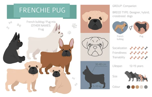디자이너 수집품은 흰색에 분리되어 Frenchie Pug Flat Style Clipart Infographic — 스톡 벡터