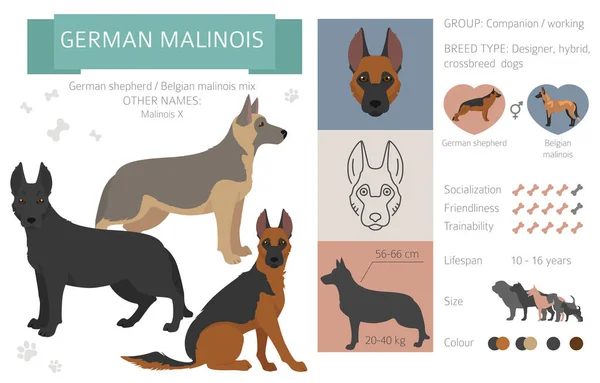 Дизайнерські Собаки Схрещування Гібридна Колекція Мішків Ізольована Білому Німецька Malinois — стоковий вектор