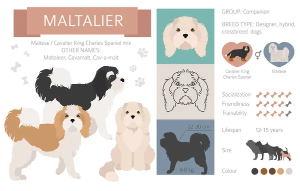 Perros Diseño Mestizo Mezcla Híbrida Colección Perritos Aislados Blanco Maltalier — Archivo Imágenes Vectoriales