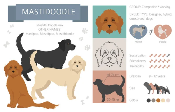 Designerhunde Mischlingshunde Mischlingshunde Sammlung Isoliert Auf Weiß Mastidoodle Flache Cliparts — Stockvektor