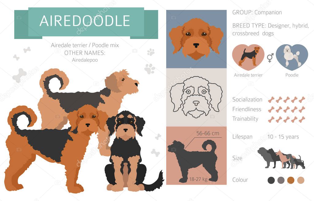 Designer dogs, crossbreed, hybrid mix pooches collection isolated on white. Airedoodle flat style clipart infographic. Vector illustration