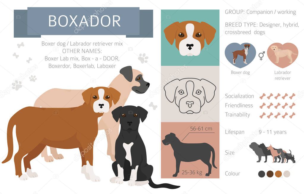 Designer dogs, crossbreed, hybrid mix pooches collection isolated on white. Boxador flat style clipart infographic. Vector illustration