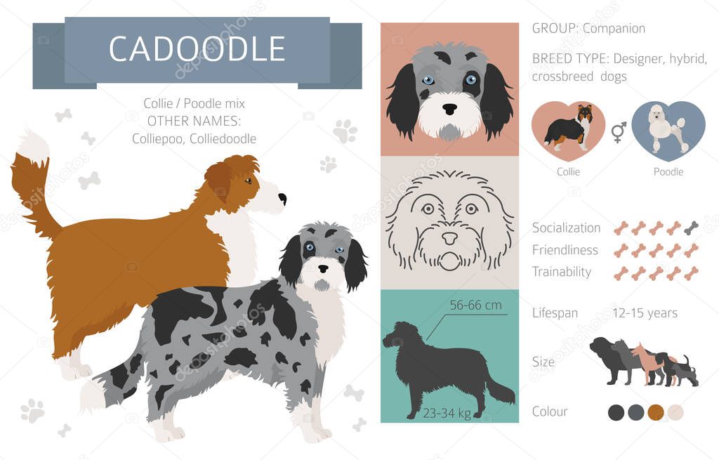 Designer dogs, crossbreed, hybrid mix pooches collection isolated on white. Cadoodle flat style clipart infographic. Vector illustration