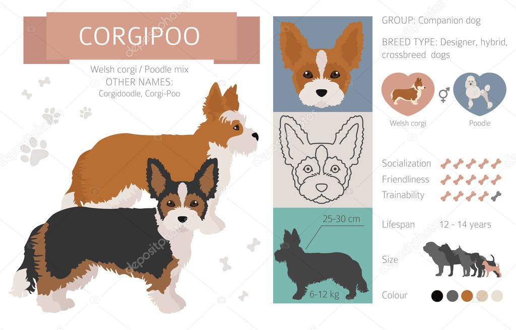 Designer dogs, crossbreed, hybrid mix pooches collection isolated on white. Corgipoo flat style clipart infographic. Vector illustration