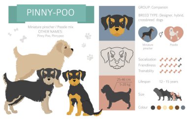 Tasarımcı köpekler, melez melez melez karışık köpek koleksiyonu beyazın üstünde izole edilmiş. Pinny poo düz stil clipart infographic. Vektör illüstrasyonu