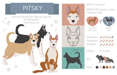 Tasarımcı köpekler, melez melez melez karışık köpek koleksiyonu beyazın üstünde izole edilmiş. Pitsky düz stil clipart bilgisi. Vektör illüstrasyonu