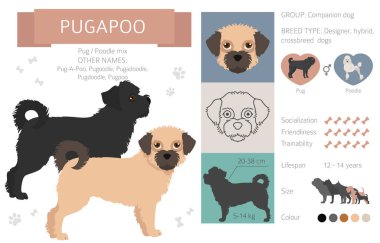 Tasarımcı köpekler, melez melez melez karışık köpek koleksiyonu beyazın üstünde izole edilmiş. Pugapoo düz stil clipart infographic. Vektör illüstrasyonu