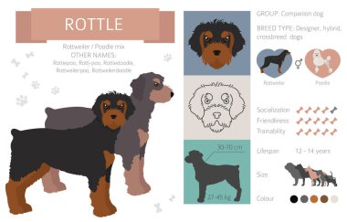 Tasarımcı köpekler, melez melez melez karışık köpek koleksiyonu beyazın üstünde izole edilmiş. Çürük düz stil clipart bilgisi. Vektör illüstrasyonu