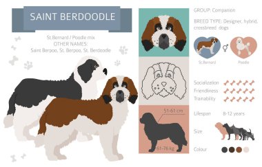 Tasarımcı köpekler, melez melez melez karışık köpek koleksiyonu beyazın üstünde izole edilmiş. Saint Berdoodle düz stil Clipart Infographic. Vektör illüstrasyonu