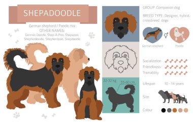 Tasarımcı köpekler, melez melez melez karışık köpek koleksiyonu beyazın üstünde izole edilmiş. Shepadoodle düz stil clipart bilgisi. Vektör illüstrasyonu