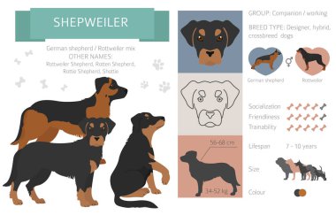 Tasarımcı köpekler, melez melez melez karışık köpek koleksiyonu beyazın üstünde izole edilmiş. Shepweiler düz stil clipart infographic. Vektör illüstrasyonu