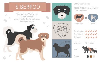 Tasarımcı köpekler, melez melez melez karışık köpek koleksiyonu beyazın üstünde izole edilmiş. Siberpoo düz stil Clipart bilgisi. Vektör illüstrasyonu
