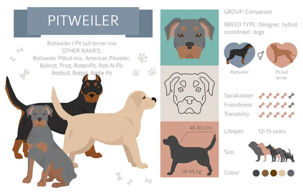 Designerhunde Mischlingshunde Mischlingshunde Sammlung Isoliert Auf Weiß Pitweilers Flache Cliparts — Stockvektor