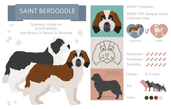 Designerhunde Mischlingshunde Mischlingshunde Sammlung Isoliert Auf Weiß Saint Berdoodle Flat — Stockvektor