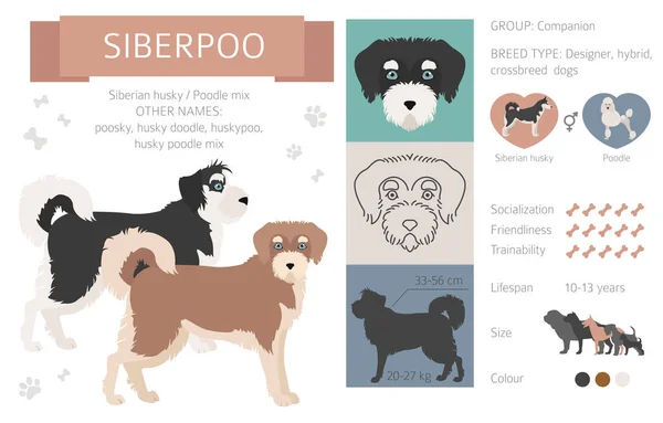 Designer Dog Crossbreed Hybrid Mix Pooches Collection Isolated White Infografis - Stok Vektor