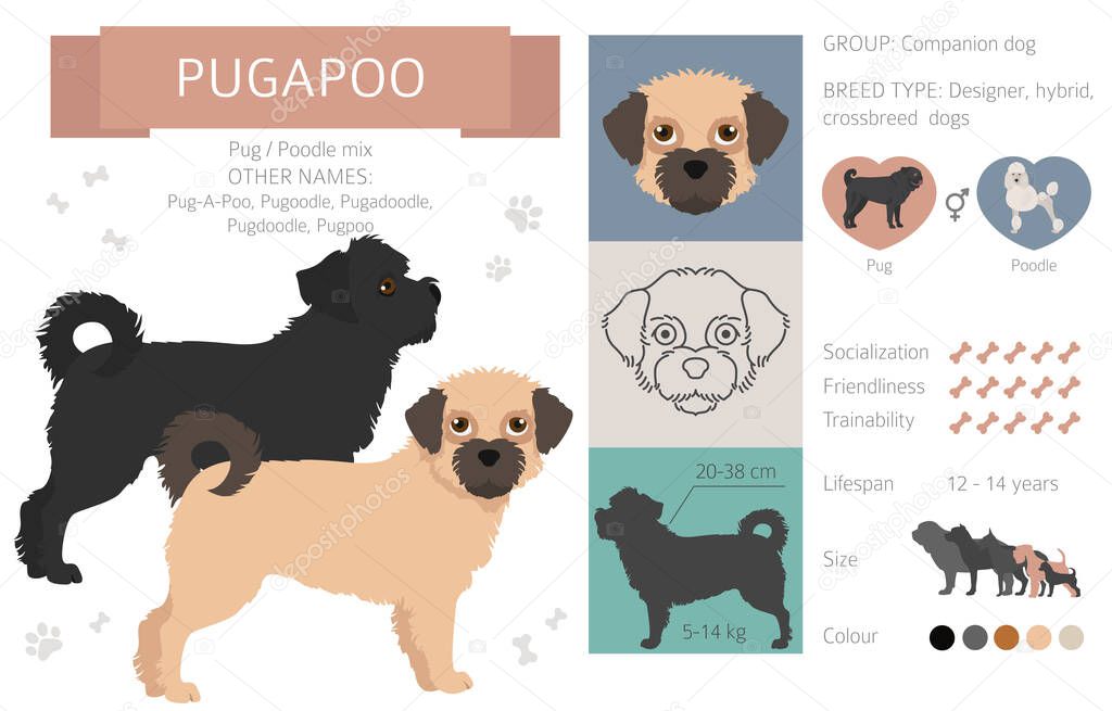 Designer dogs, crossbreed, hybrid mix pooches collection isolated on white. Pugapoo flat style clipart infographic. Vector illustration