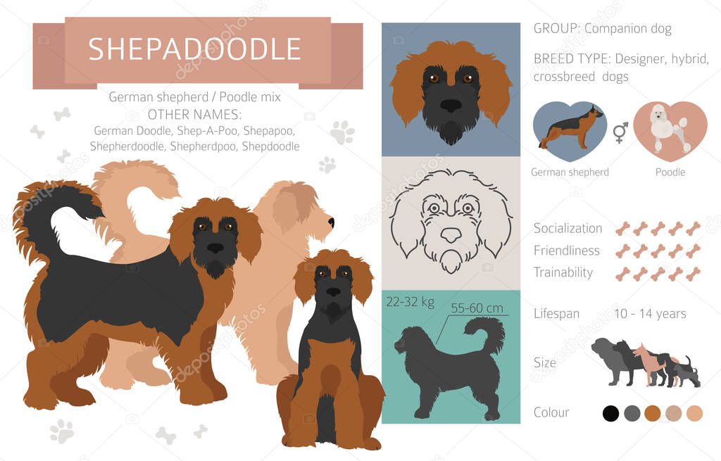 Designer dogs, crossbreed, hybrid mix pooches collection isolated on white. Shepadoodle flat style clipart infographic. Vector illustration