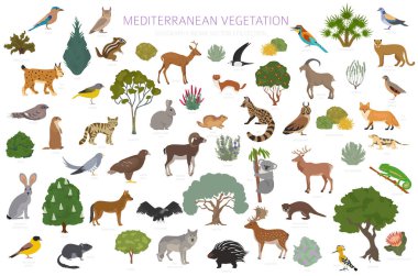 Mediterranean vegetation biome, natural region infographic. Terrestrial ecosystem world map. Animals, birds and vegetations design set. Vector illustration clipart