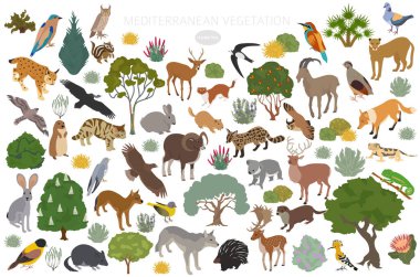 Mediterranean vegetation biome, natural region infographic. Terrestrial ecosystem world map. Animals, birds and vegetations isometric design set. Vector illustration clipart