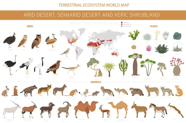 砂漠のバイオーム エクセリック シュラブランドの自然地域インフォグラフィック 地球生態系世界地図 植生のデザインセット ベクターイラスト — ストックベクタ